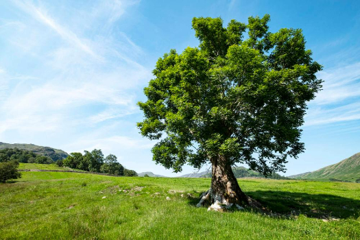 tree