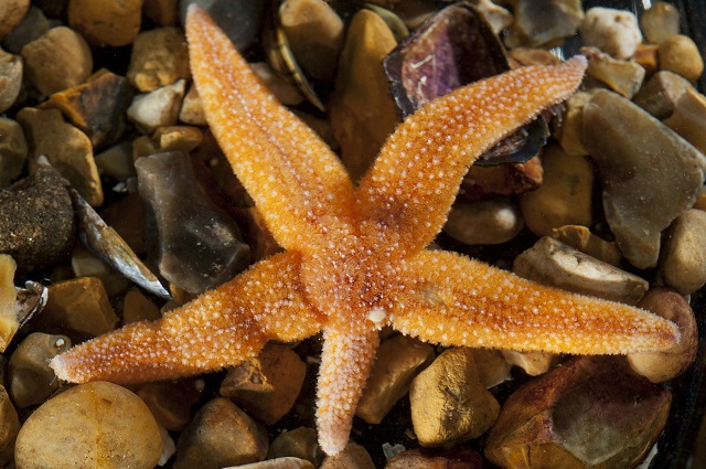 Photograph of a specimen of the common European starfish Asterias rubens with a regenerating arm. Starfish shed arms (autotomy) when attacked by predators and then regenerate a new arm to replace the lost arm. Research by scientists at Queen Mary University of London have uncovered the mechanisms of autotomy by identifying a neurohormone that promotes arm loss in starfish.