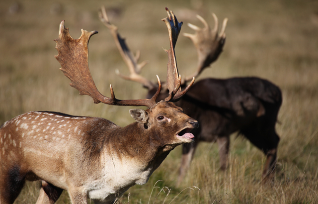 Male fallow deer calling