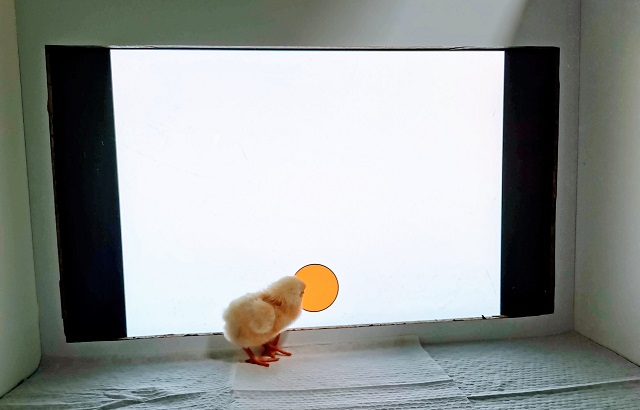 A chick near the stimulus. Credit by: Dr. Elisabetta Versace