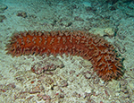 Sea cucumber species Theenota ananas